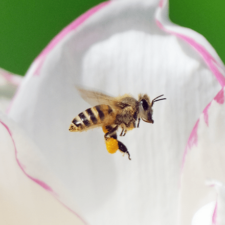 ミツバチについて