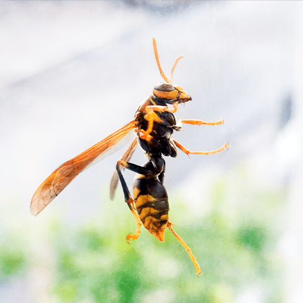 アシナガバチについて