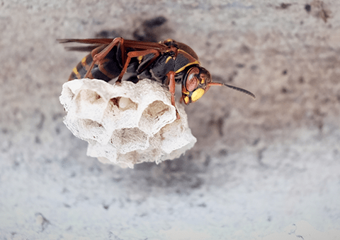 作られ始めのアシナガバチの巣