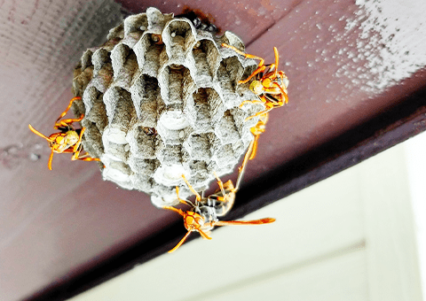 完成したアシナガバチの巣